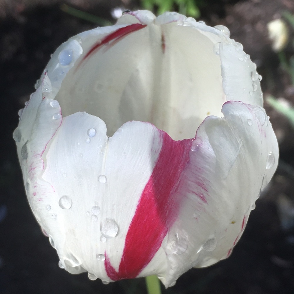 Meet your Posher, Shelley